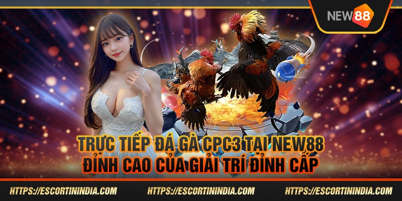 Trực tiếp đá gà CPC3 tại New88 – Đỉnh cao của giải trí đỉnh cấp